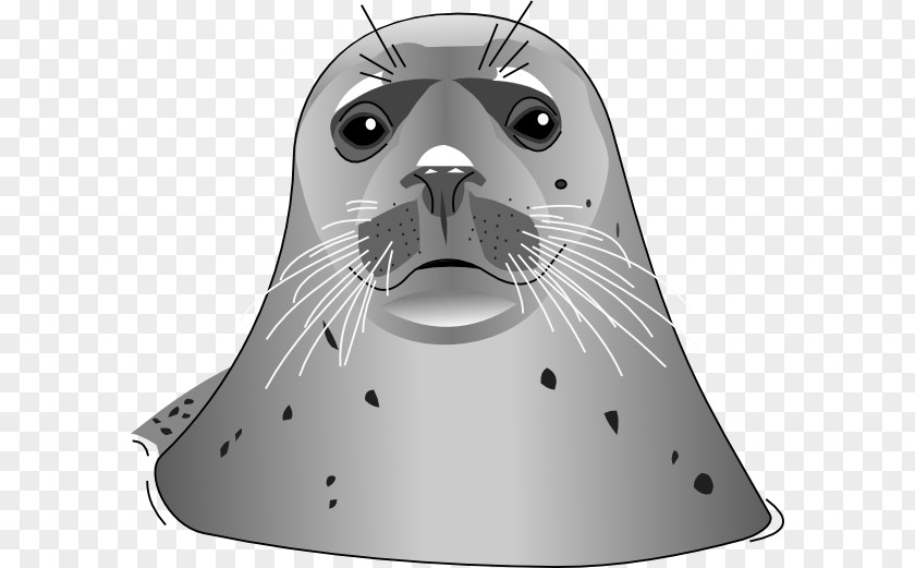 Harbor Seal Pinniped Free Clip Art PNG