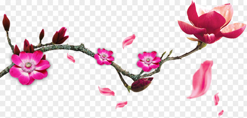 Plum Flower Infant Photography Photographer Miracle PNG