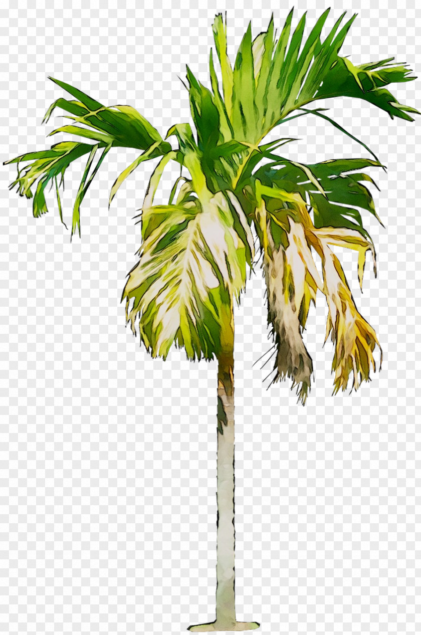 Asian Palmyra Palm Babassu Coconut Date Trees PNG