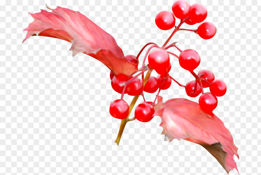 Fruit Cherry PNG