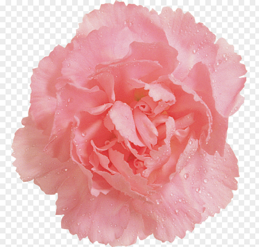 Hava Karanfil Cabbage Rose Garden Roses Pink Clip Art Carnation PNG