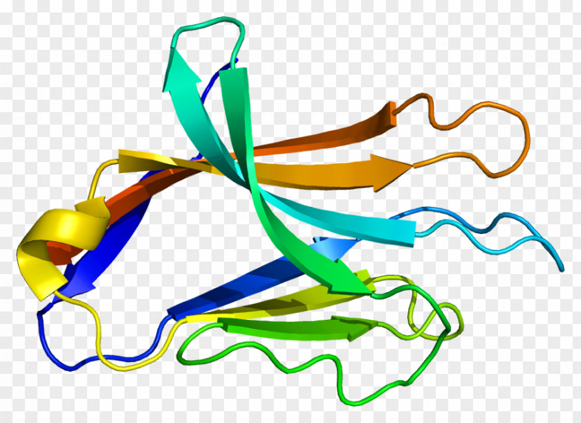 NCR2 Protein Gene Receptor Human PNG