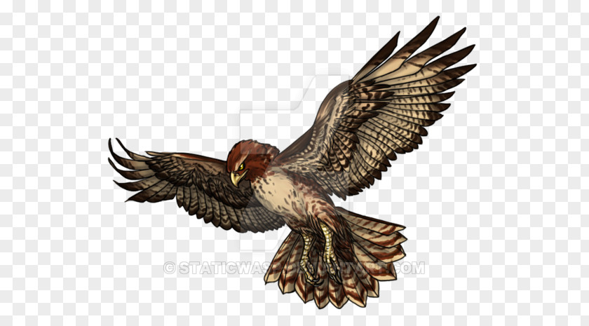 Redtailed Hawk Eagle Buzzard Stock Photography Beak PNG