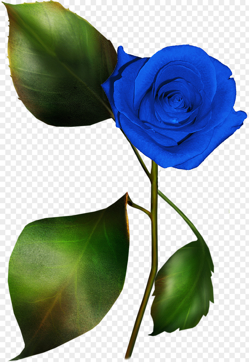 Rose Blue Garden Roses Clip Art PNG