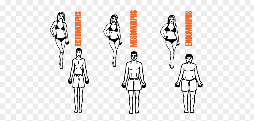 Woman Body Shape Human Somatotype And Constitutional Psychology Eating Female Muscle PNG