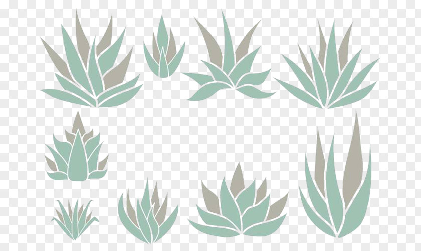 Aloe Plant Refreshing Non-toxic Agave Azul Vilmoriniana Tequila Euclidean Vector PNG