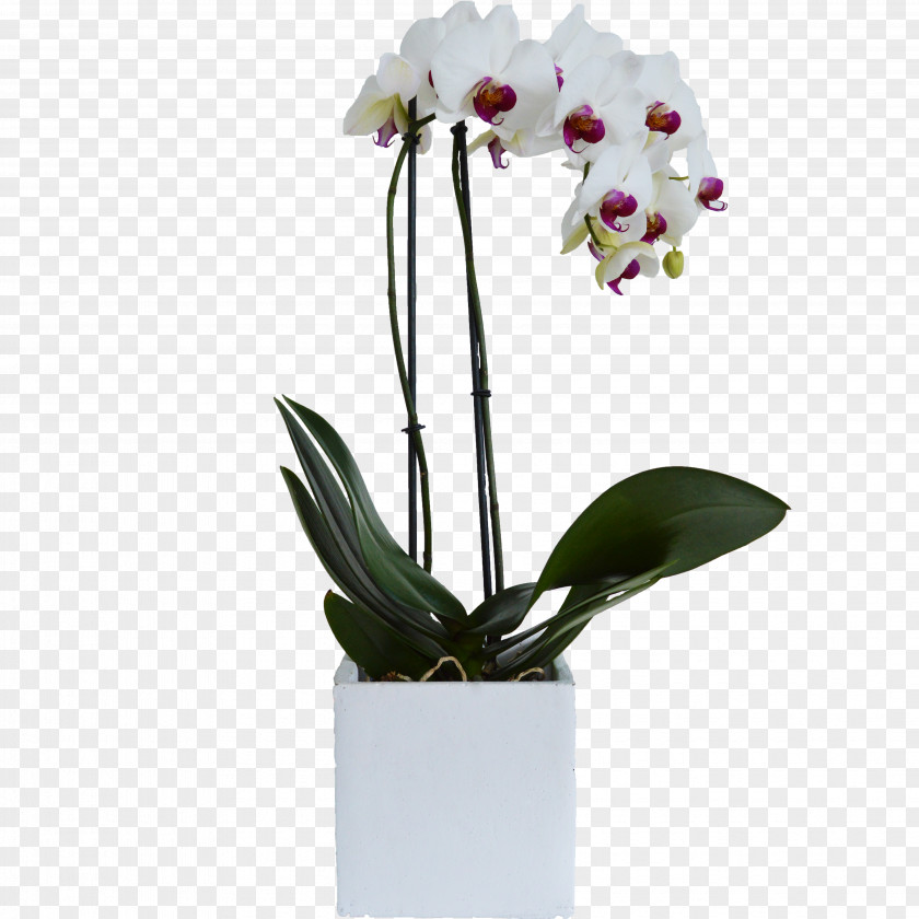 Atelier Moth Orchids Flowerpot Cattleya Cut Flowers PNG