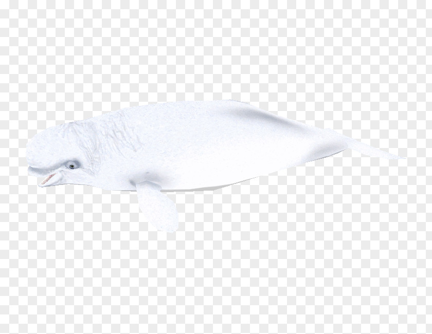 Beluga Whale Dolphin Feather Beak Fish PNG