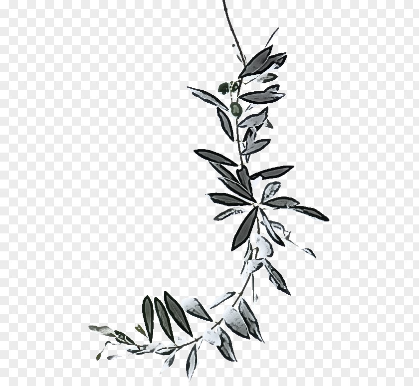 Blackandwhite Flowering Plant Leaf Flower Stem Twig PNG