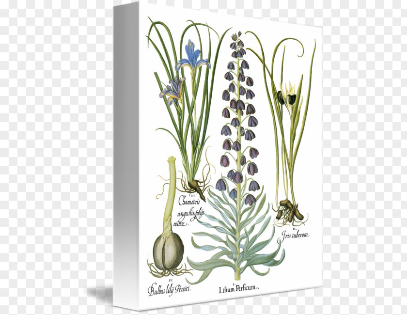 Botanical Leaves Basilius Besler's Florilegium: The Book Of Plants Floral Design Plant Stem PNG