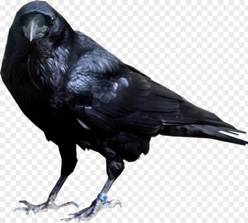 Crow Image Common Raven American Rook PNG
