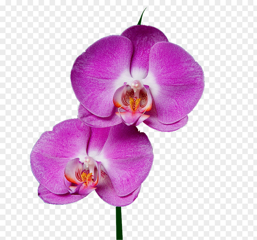 Flower Moth Orchids Garden Roses Drawing PNG