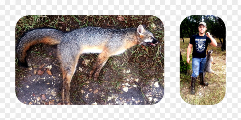 Gray Fox Red Canidae Art PNG