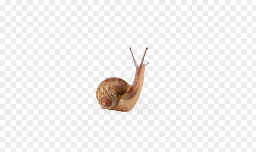 Necks Looking Snail Escargot Caracol Mucus PNG