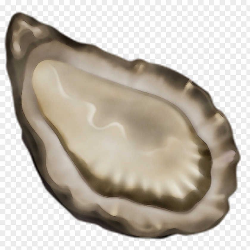 Oyster Mussel Clam Scallops Artifact PNG