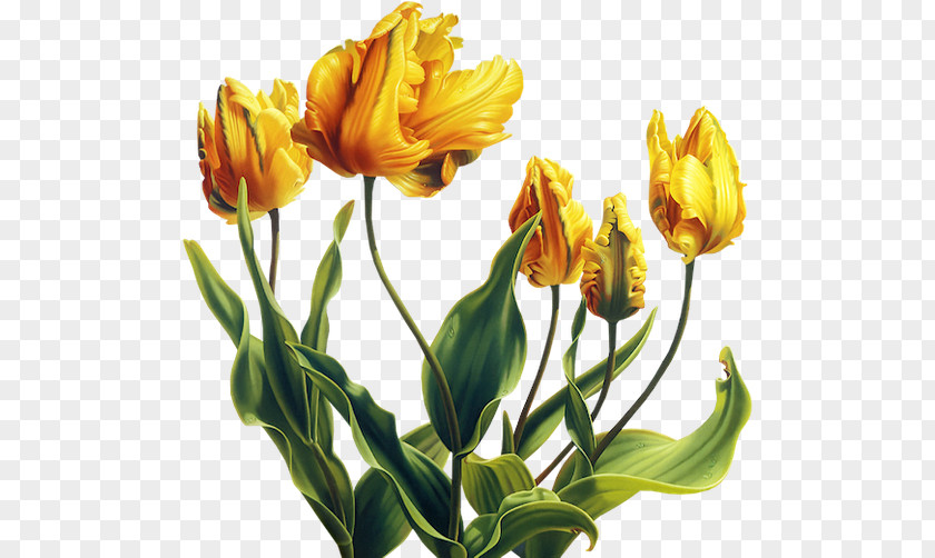 Tulip Flower Yellow Garden Roses PNG