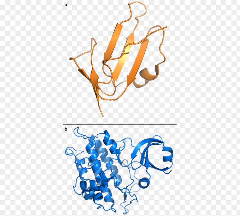 ACVRL1 Cell Surface Receptor Anaplastic Lymphoma Kinase PNG