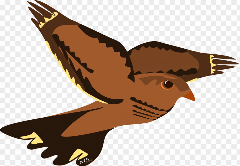 Bird Nest Hawk Eagle Reptile Falcon PNG