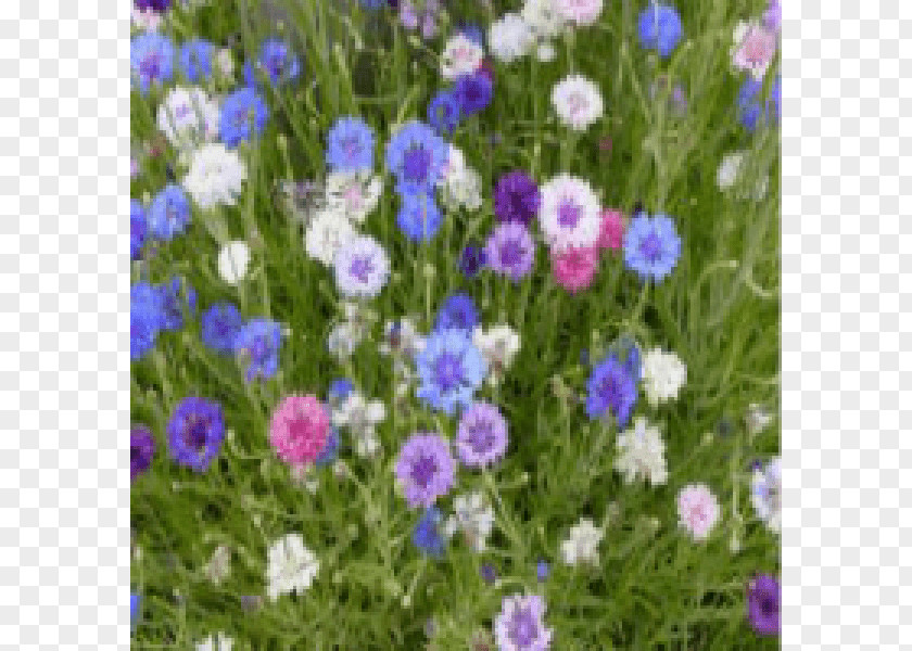 Flower Cornflower Wildflower Seed Annual Plant PNG