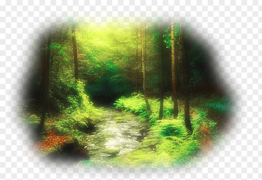 Forest Tree Desktop Wallpaper PNG