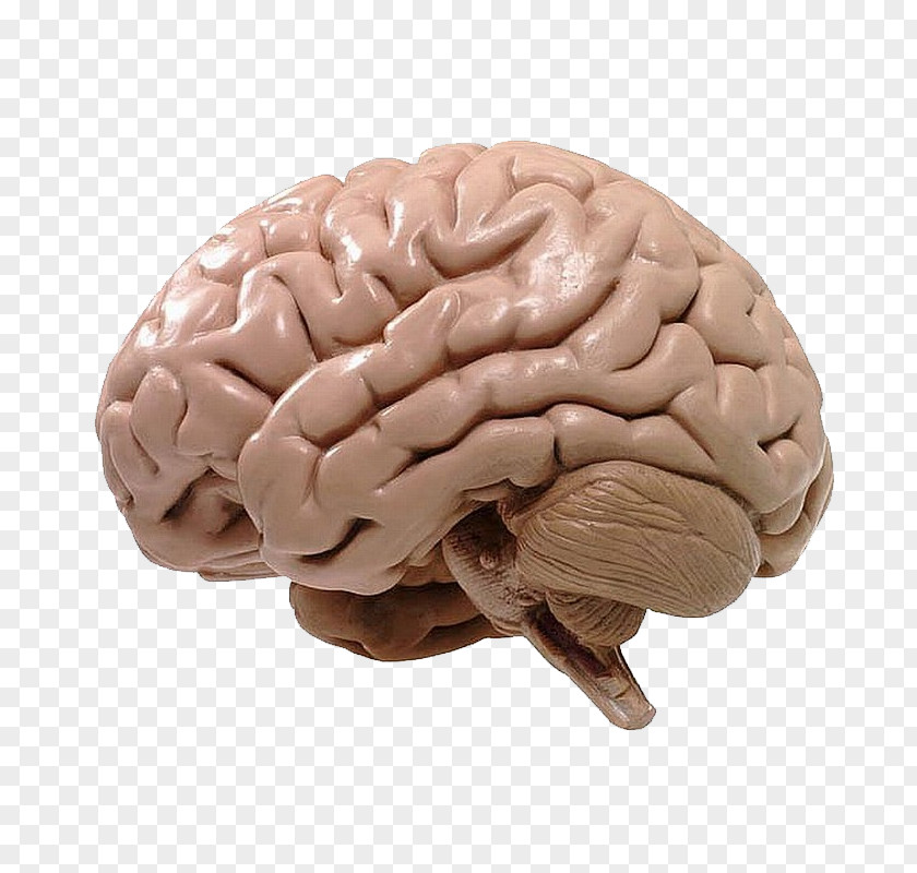 Human Brain BRAIN Initiative Neuroscience Cognitive Training PNG