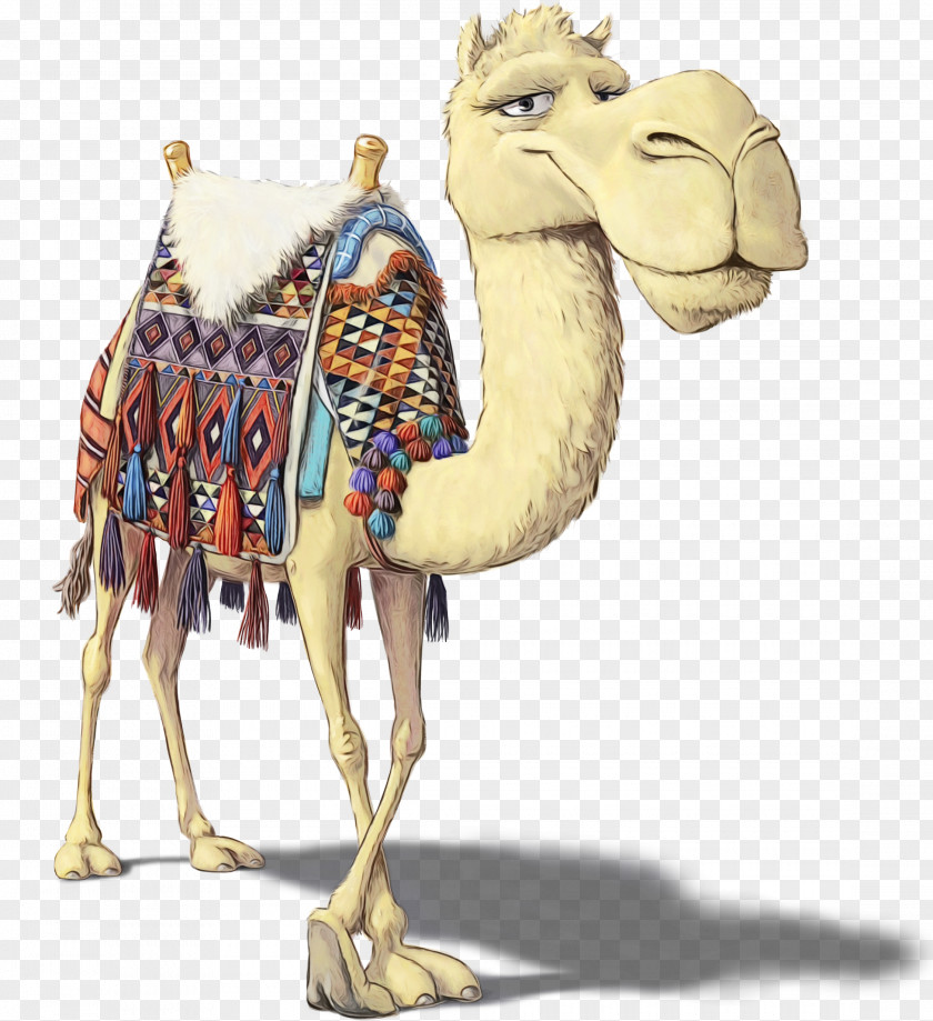 Image 0 Dromedary Desktop Wallpaper WhatsApp PNG