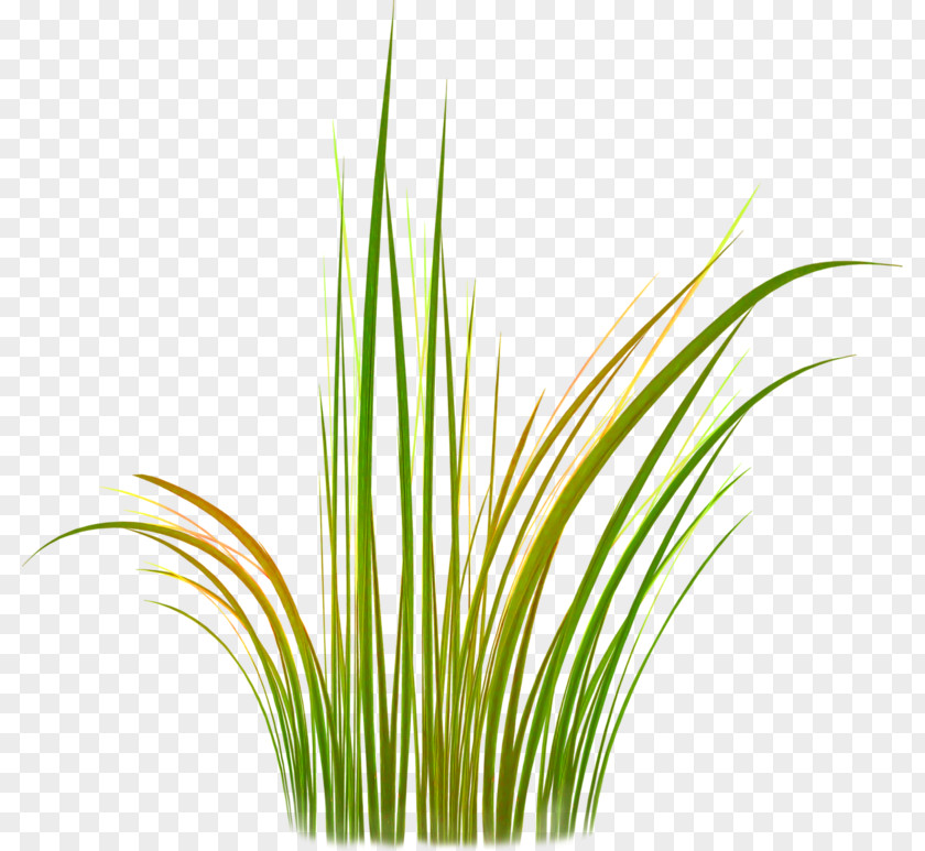 Leaf Sweet Grass Vetiver Lemongrass Wheatgrass Plant Stem PNG