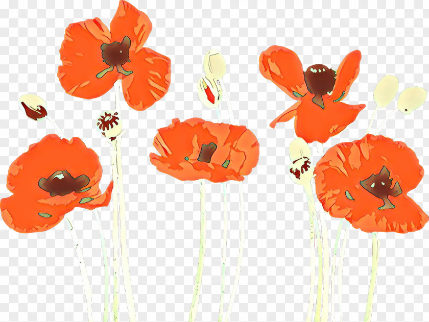 Wildflower Oriental Poppy Orange PNG