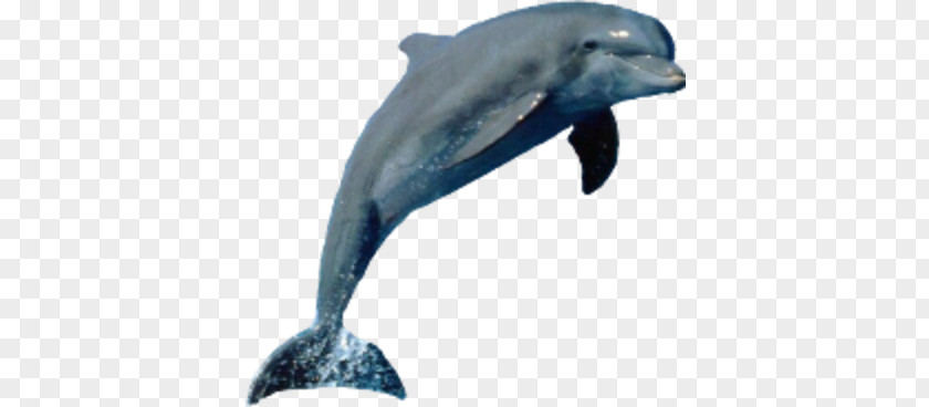 Dolphin Porpoise Tucuxi Cetacea PNG