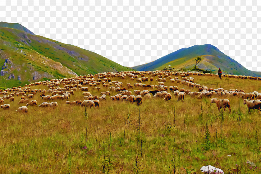 Grassland Plant Community Steppe Grasses Nature Reserve PNG