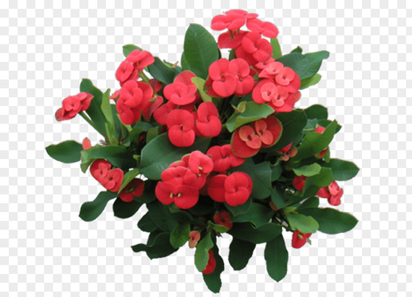 Plant Garden Roses Crown-of-thorns Thorns, Spines, And Prickles Poinsettia Succulent PNG