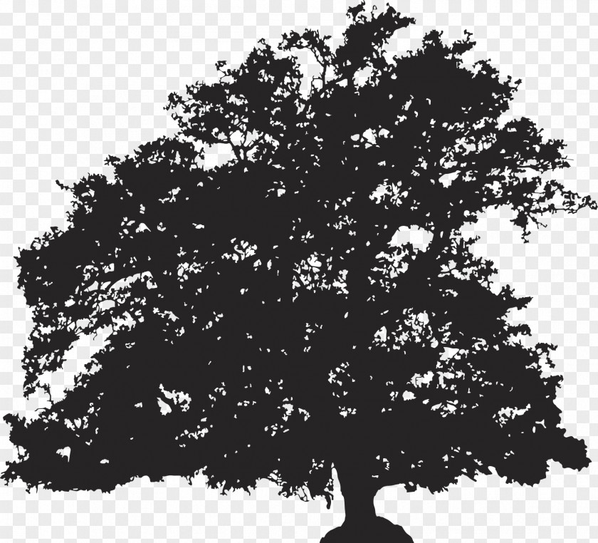 Silhouette Tree Drawing Illustration PNG