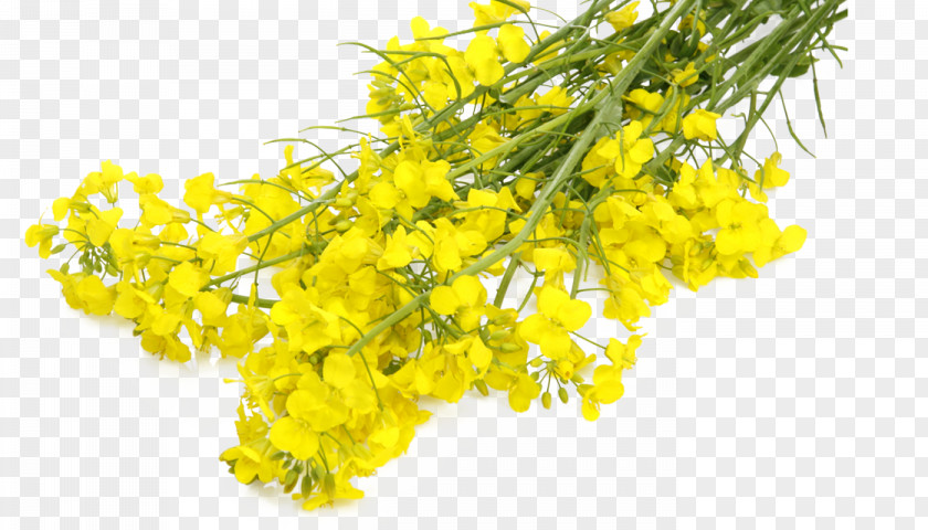 Sunflower Oil Mustard Plant Rapeseed Canola Flower PNG