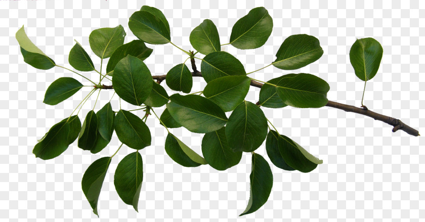 Twig Moringa Canada Maple Leaf PNG