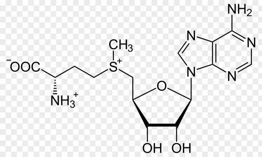 Adrenalin S-Adenosyl Methionine S-Adenosyl-L-homocysteine Amino Acid PNG