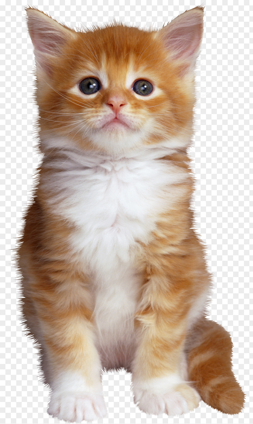 Cats Wildcat Kitten Pet Dog PNG