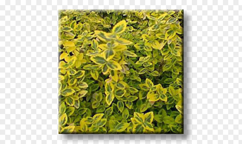 Emerald Fortune's Spindle Бордюр Groundcover Shrub Yellow PNG