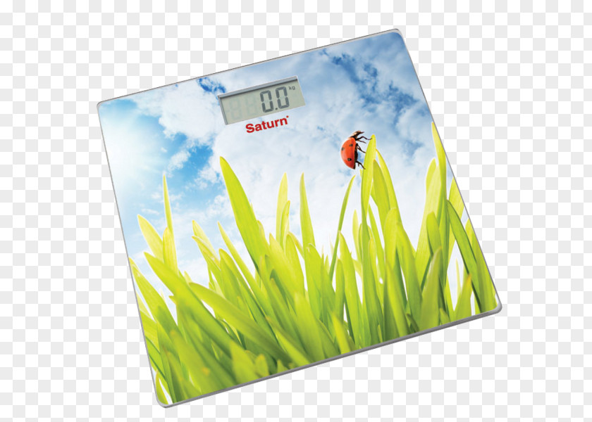 Foxglove Rozetka Measuring Scales Price Home Appliance Saturn PNG
