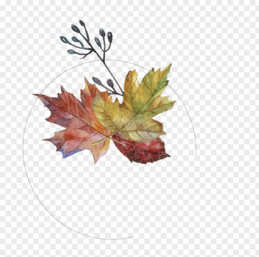Hand Painted Autumn Leaves Maple Leaf PNG