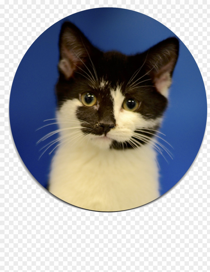 Kitten Cat Cherokee County Animal Shelter Whiskers PNG