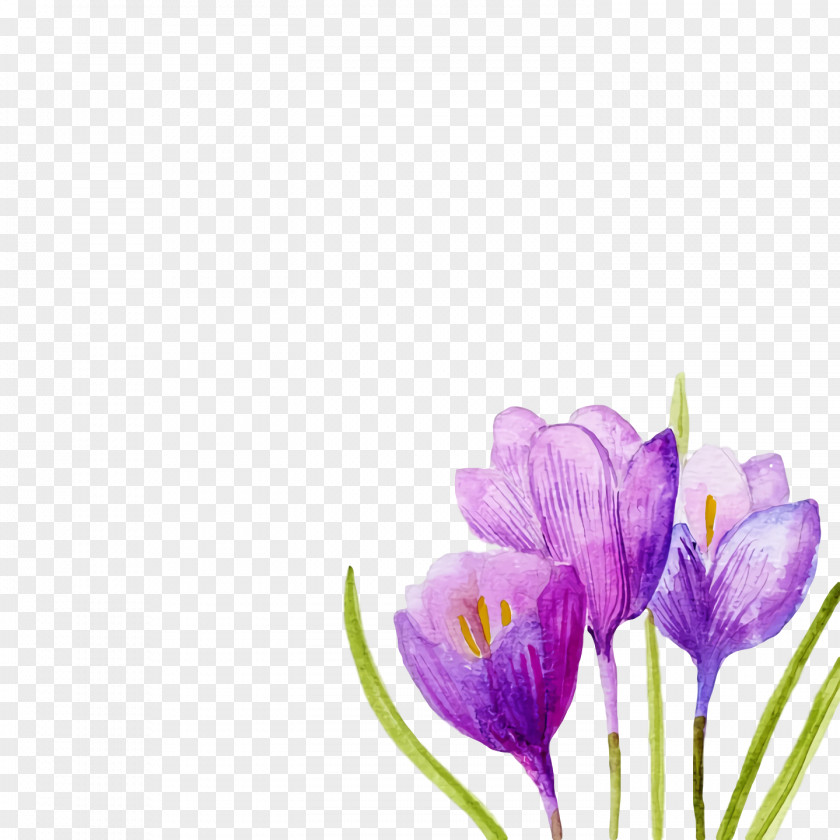 Lavender PNG