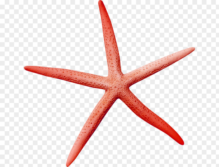 Pentagon Starfish Icon PNG