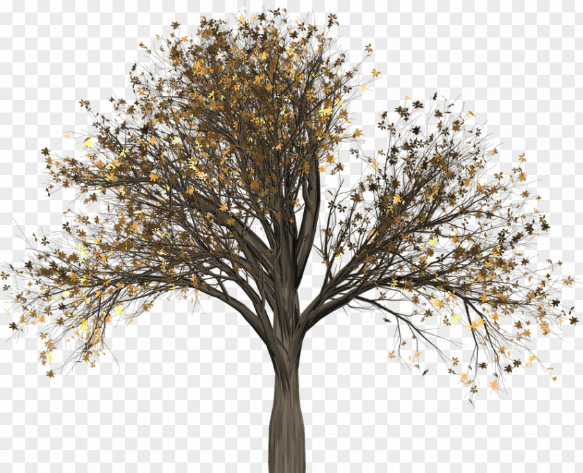 Tree Pull Down Woody Plant Branch Elm PNG