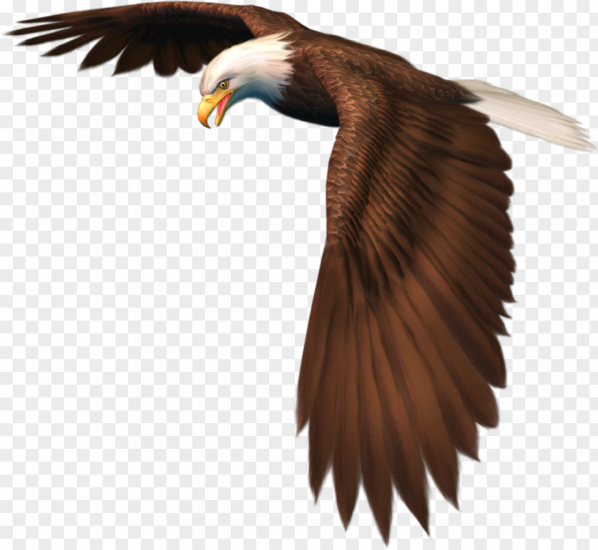 Bird Of Prey Clip Art Falcon PNG