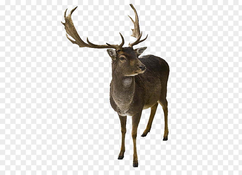 Africa Elk Reindeer Santa Claus Rudolph Mrs. PNG