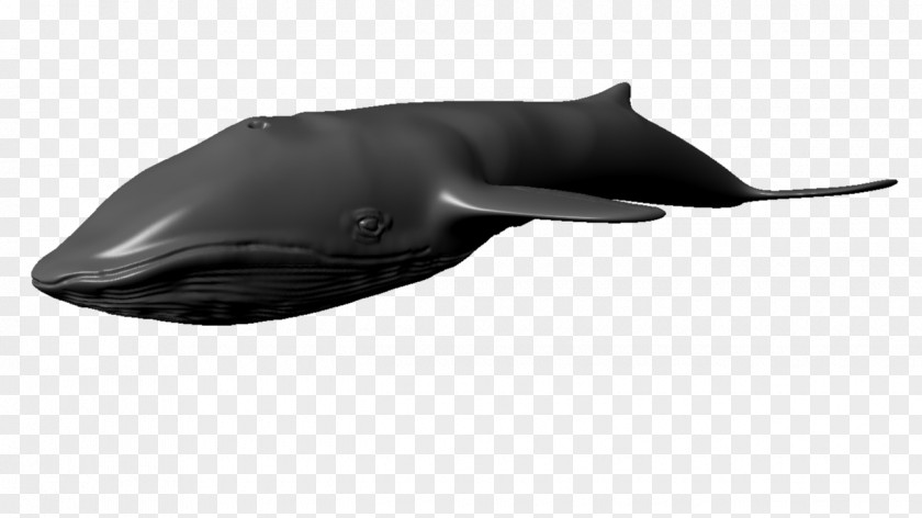 Dolphin Cetacea Blue Whale 3D Computer Graphics Autodesk 3ds Max PNG