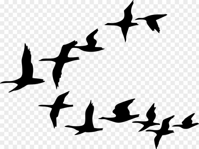 Goose Flock Bird Flight Clip Art PNG