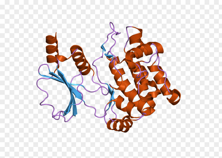 PAK1 PAK2 Protein Kinase HCK PNG