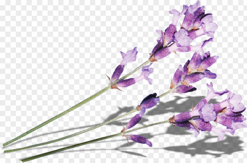 Purple Lilac Flower PNG