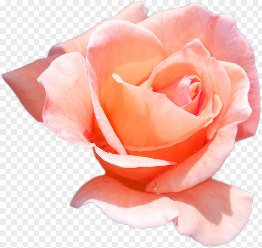 Rose Color Garden Roses Cabbage Floribunda Cut Flowers Peach PNG